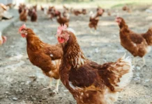 Santa Catarina investiga terceiro caso suspeito de gripe aviária