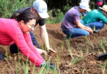 Uniarp e Maice se unem por horta de ervas medicinais