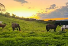 Iomerê realiza o Primeiro Sermão da Montanha no dia 8 de junho