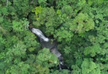 Desmatamento em Santa Catarina cai 39,9% em 2024