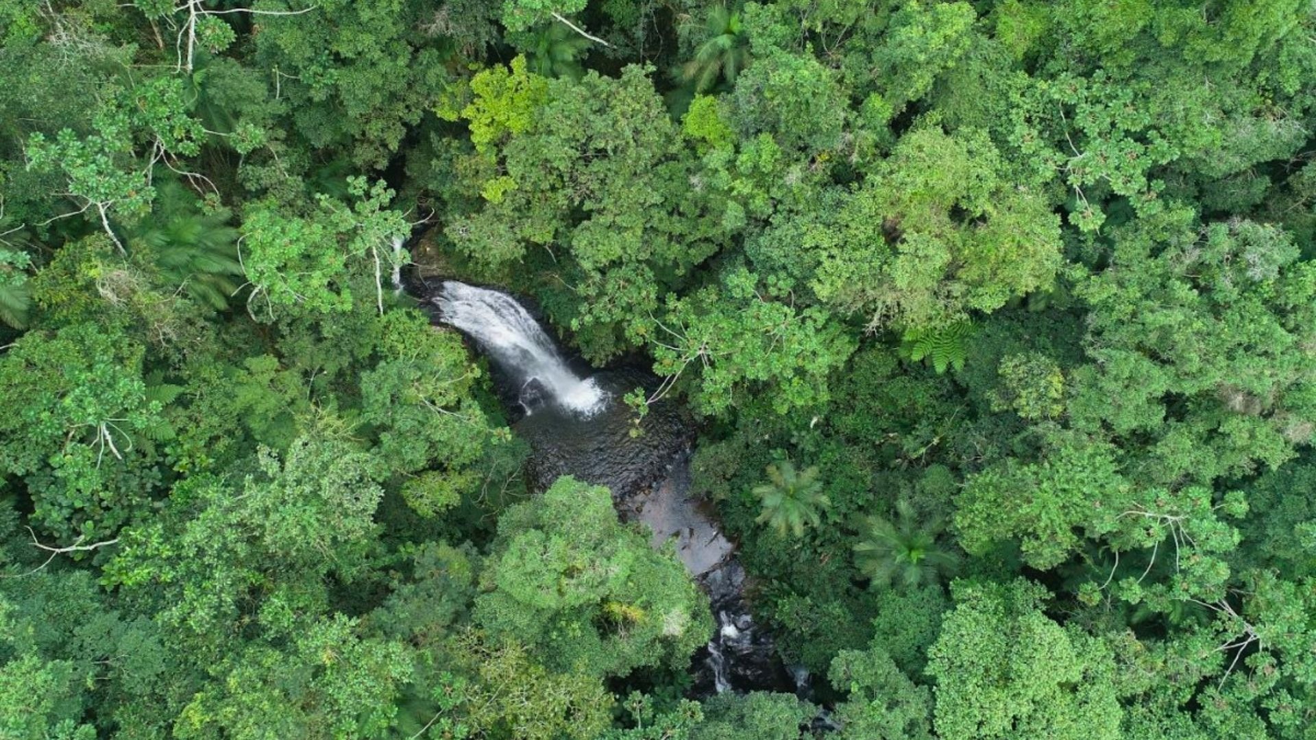 Desmatamento em Santa Catarina cai 39,9% em 2024
