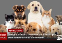 RBV Notícias Videira – 02/05/2025 – Edição 1283