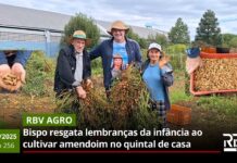 Simplicidade marca colheita de amendoim do bispo de Caçador