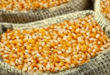 Empresa é condenada em SC por pagar dívida com sementes de milho defeituosas