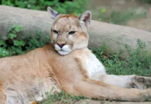 Onça-parda é flagrada nas proximidades do Centro de Caçador