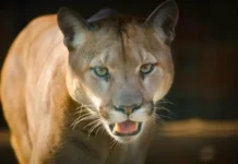 Cachorro salva idoso de ataque de onça-parda no RS