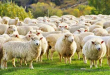 Iomerê sedia evento para fortalecer a ovinocultura em SC