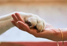 Audiência Pública em Joaçaba discute melhorias na proteção animal em Santa Catarina