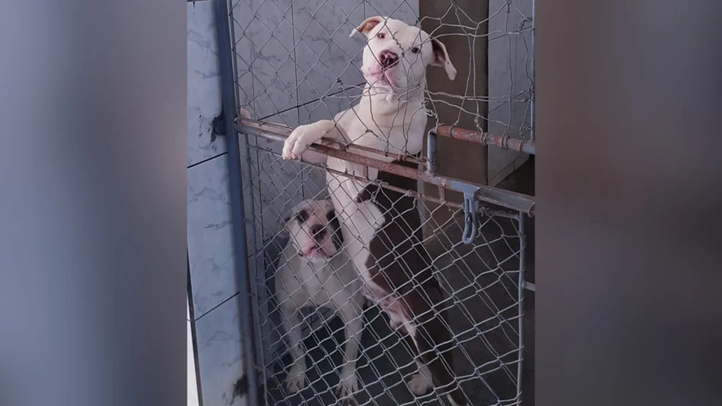 Pitbulls recebem tratamento e serão devolvidos aos tutores