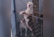 Pitbulls recebem tratamento e serão devolvidos aos tutores