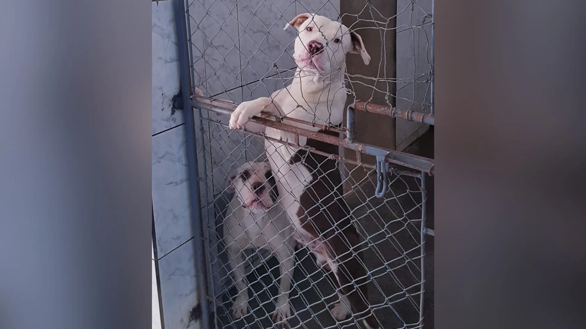 Pitbulls recebem tratamento e serão devolvidos aos tutores