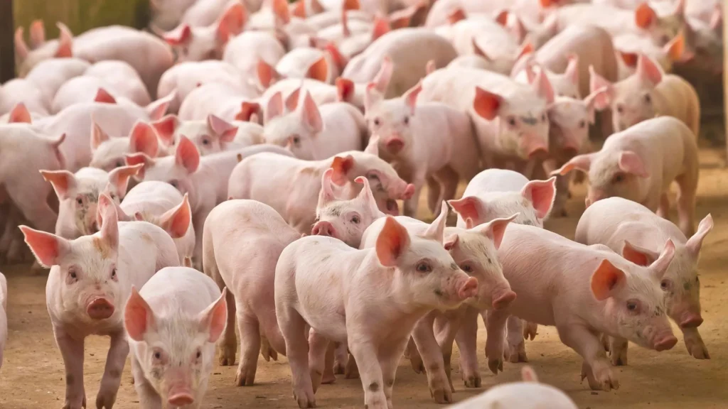 Gripe aviária impacta frango, mas SC lidera exportações de carne suína no Brasil