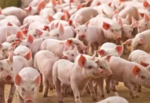 Carne suína e frango impulsionam exportações de Santa Catarina em 2024