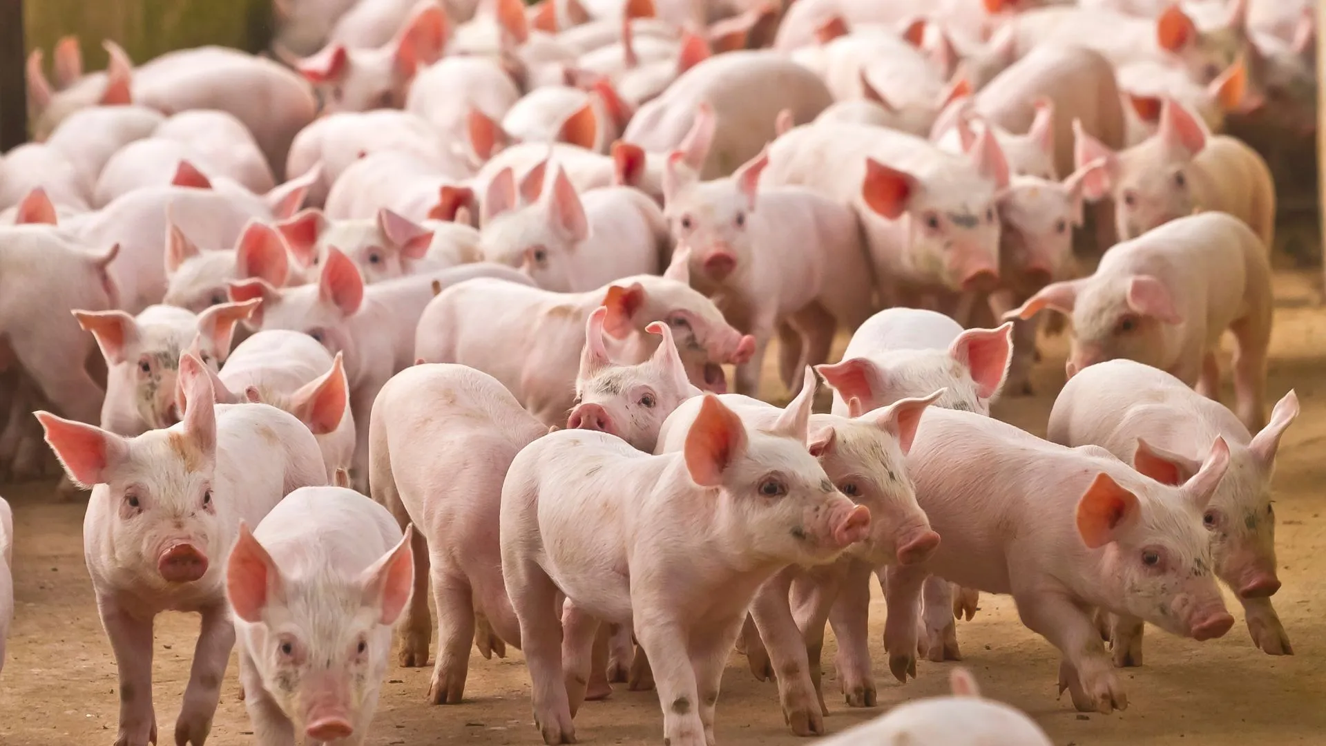 Carne suína e frango impulsionam exportações de Santa Catarina em 2024