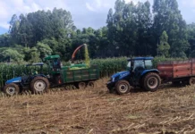 Parceria entre Prefeitura e produtores garante safra recorde de silagem em Salto Veloso