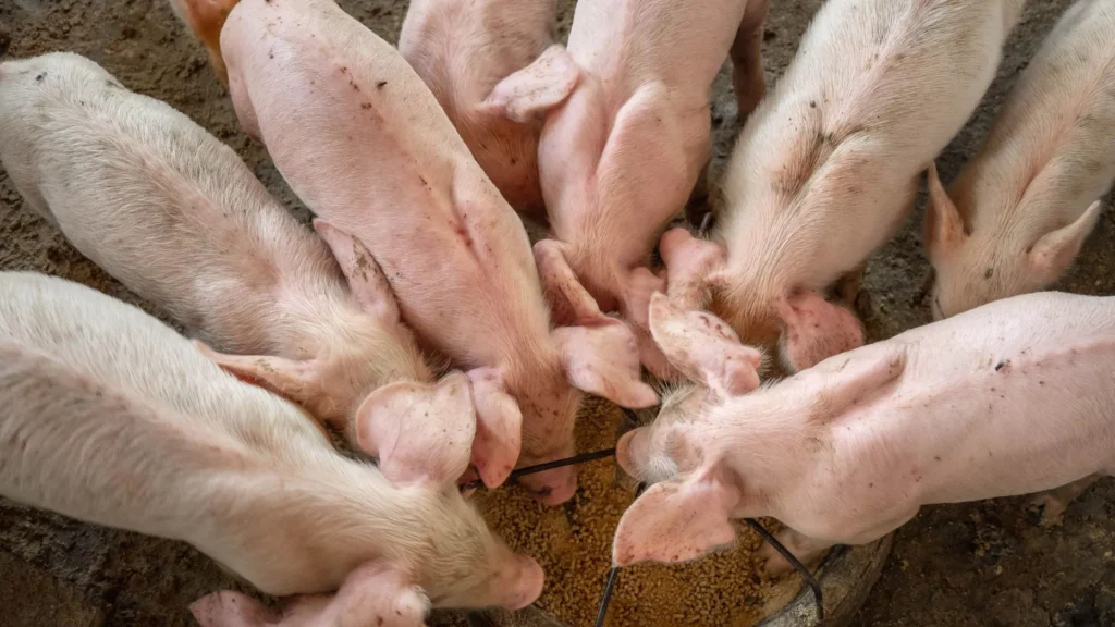 Santa Catarina é destaque no agronegócio, confira números de 2024