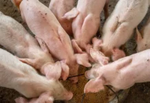 Santa Catarina é destaque no agronegócio, confira números de 2024