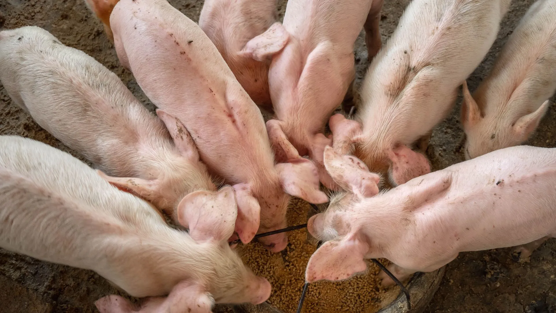 Santa Catarina é destaque no agronegócio, confira números de 2024