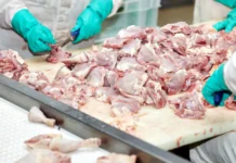 A cada 4 estrangeiros contratados no Brasil, 1 está em Santa Catarina