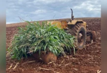 Idoso de 86 anos morre atropelado por trator no Oeste de SC