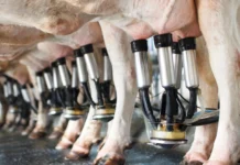 Brasil bate recordes na produção de leite e mel; Sul se destaca na produtividade