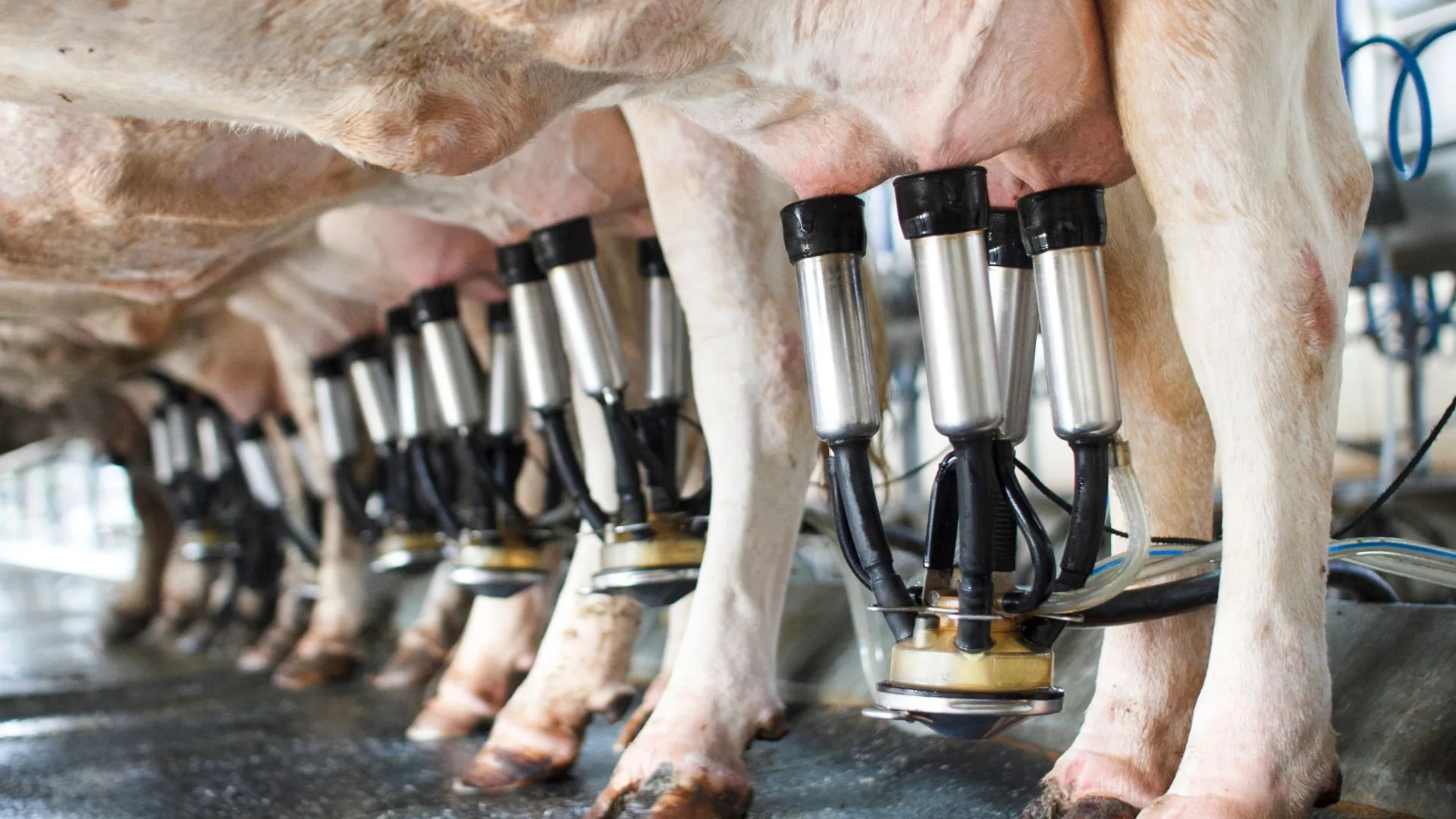 Embrapa oferece curso gratuito sobre bem-estar de bovinos leiteiros