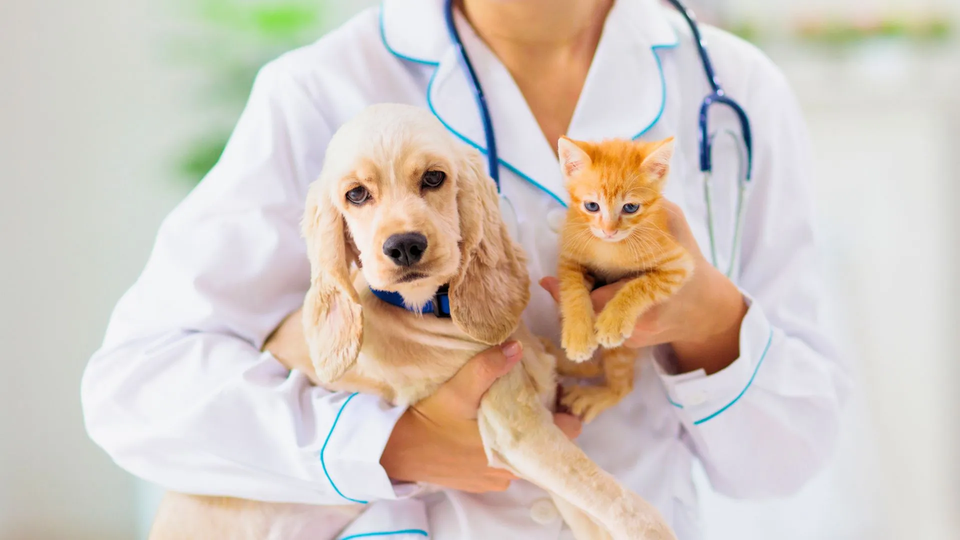 Rio das Antas realiza campanha gratuita de vacinação para cães e gatos