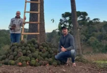 Araucária em SC produz 350 pinhas e surpreende agricultor