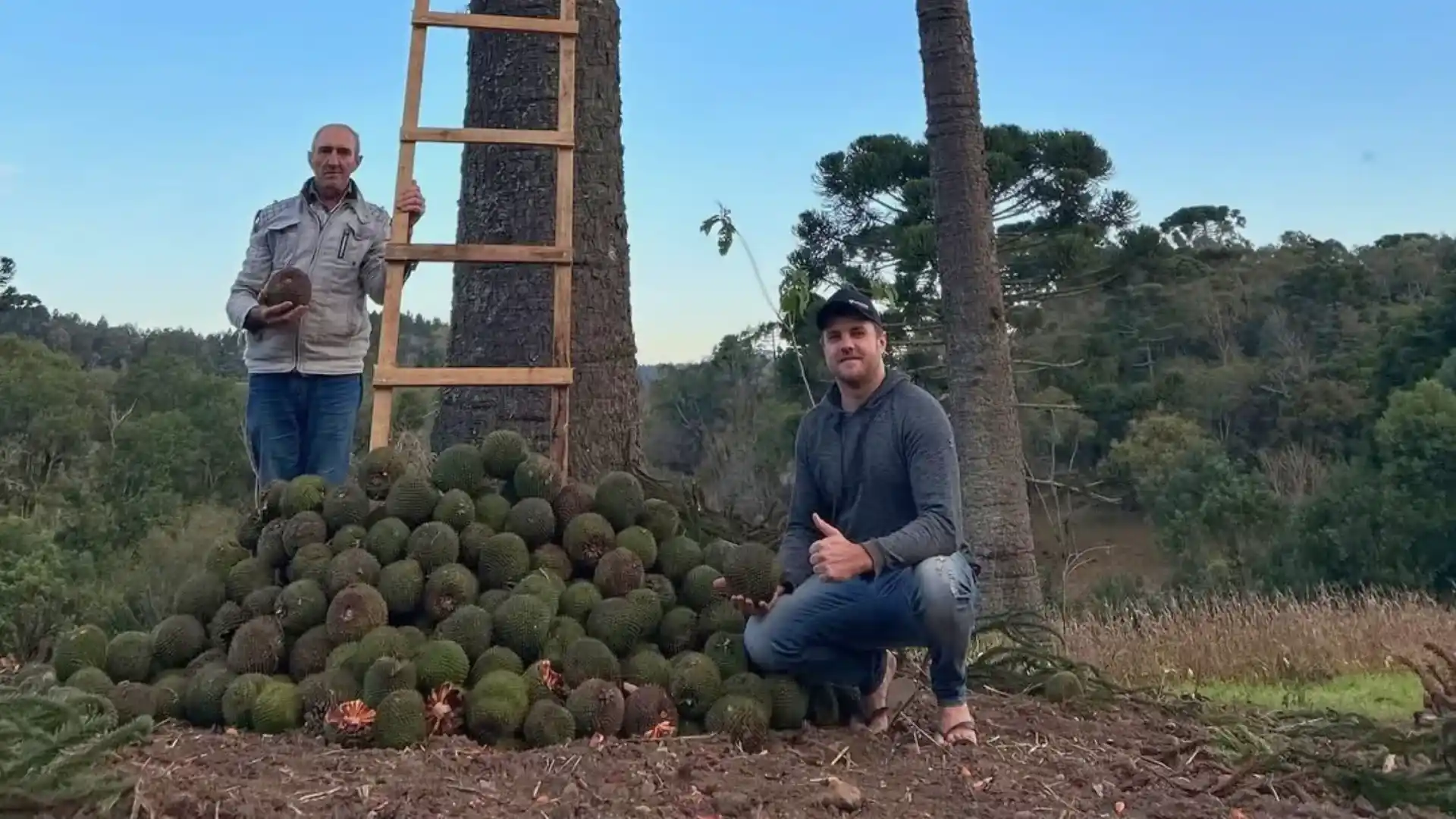 Araucária em SC produz 350 pinhas e surpreende agricultor