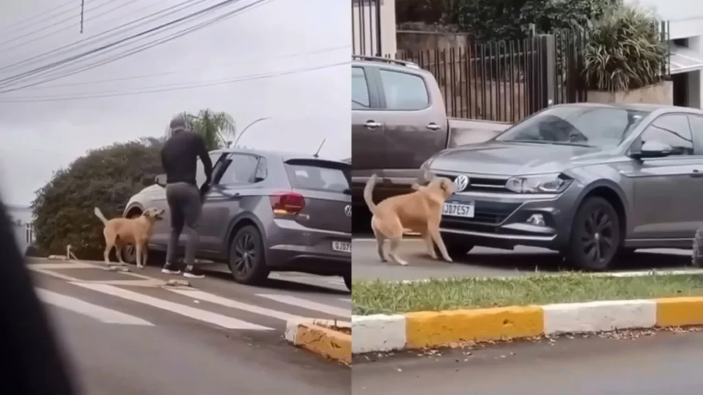 Cachorro caramelo enquadra policial no trânsito em cidade de SC