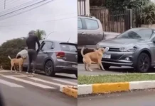 Cachorro caramelo enquadra policial no trânsito em cidade de SC