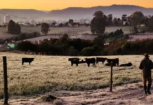 Epagri orienta produtores sobre cuidados com rebanhos e pastagens no inverno