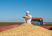 Fazenda de soja mais produtiva do Brasil está em Santa Catarina