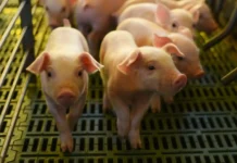 Semana Nacional da Carne Suína destaca importância da proteína mais consumida no mundo