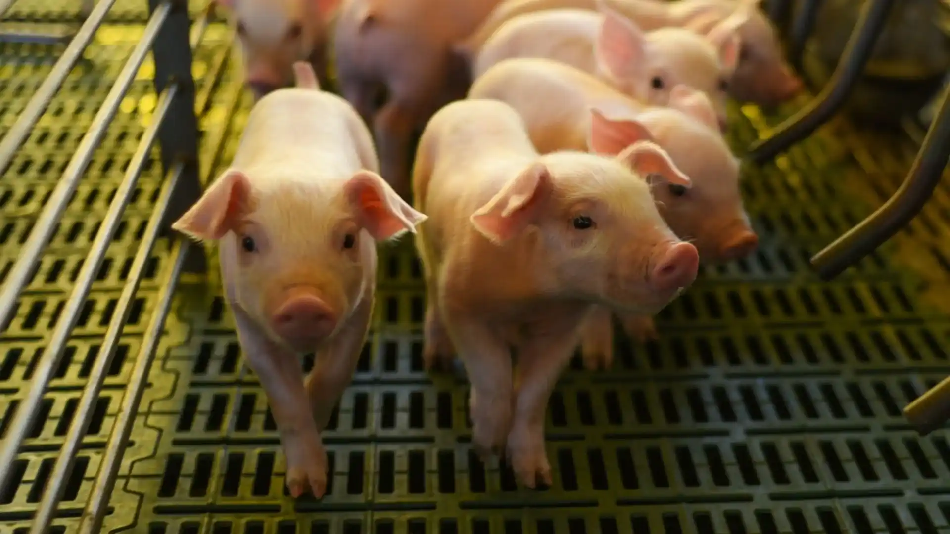 Semana Nacional da Carne Suína destaca importância da proteína mais consumida no mundo