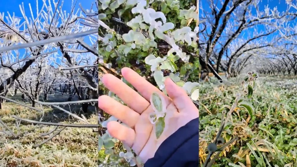 Pomares congelam em SC e acumulado de frio segue abaixo da média