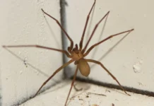 Secretaria de Saúde de SC alerta sobre os riscos e cuidados com a aranha-marrom