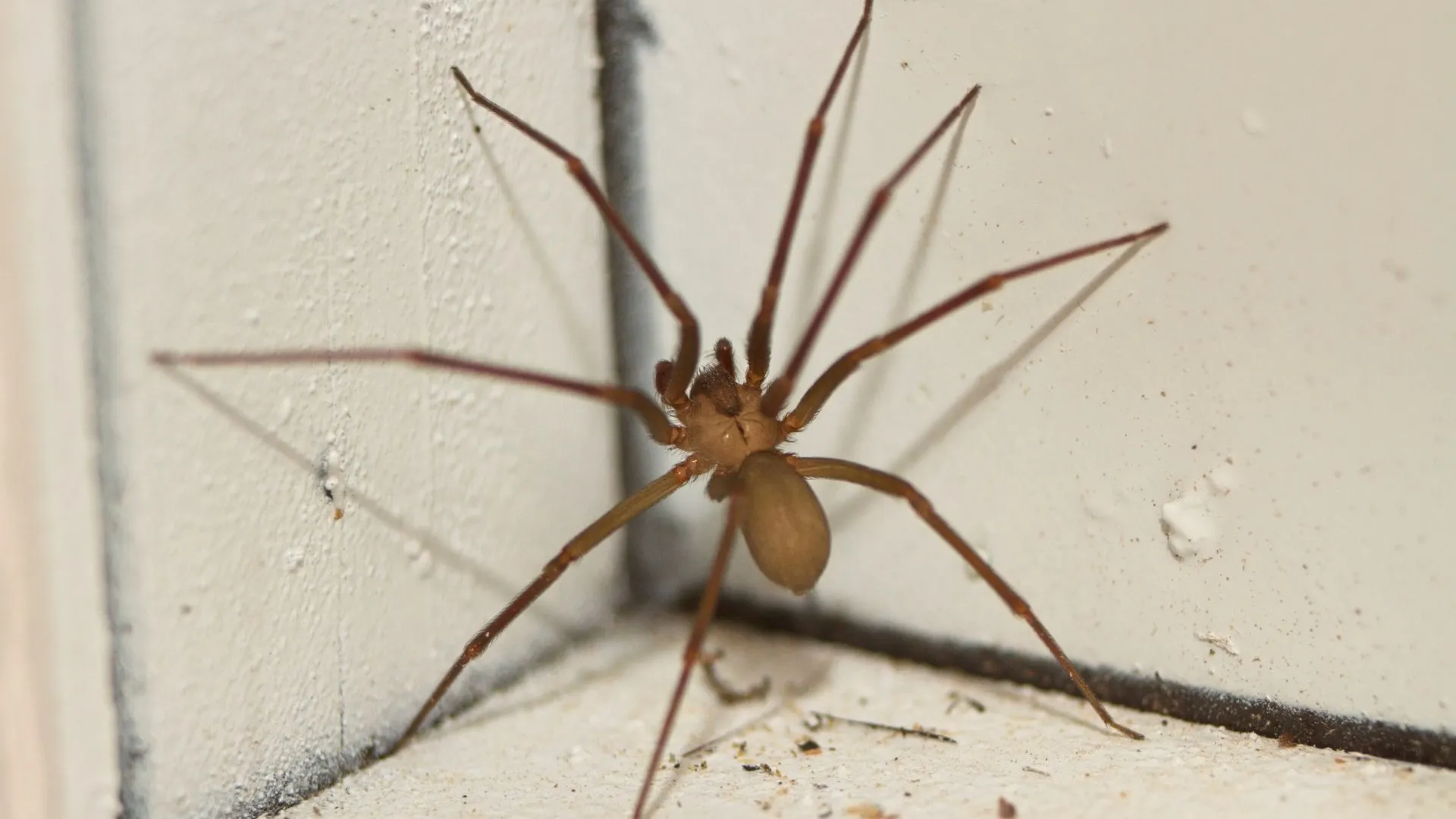 Secretaria de Saúde de SC alerta sobre os riscos e cuidados com a aranha-marrom