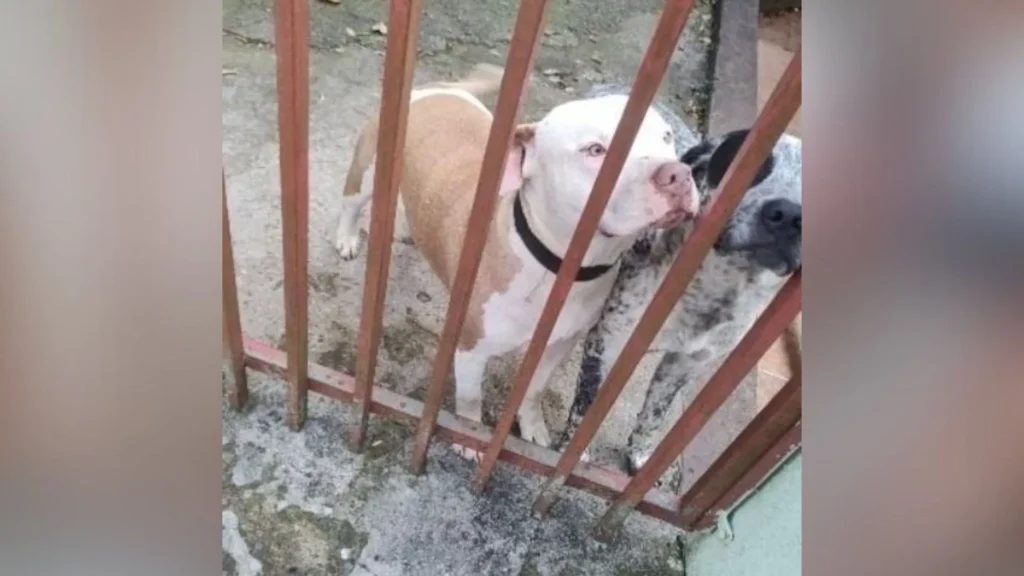 Pitbulls soltos geram medo nas ruas Caçador