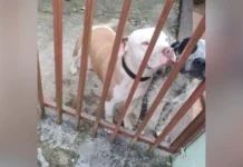 Pitbulls soltos geram medo nas ruas de Caçador