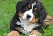 Centro de Bem-Estar alerta para vacinação contra sinomose e parvovirose