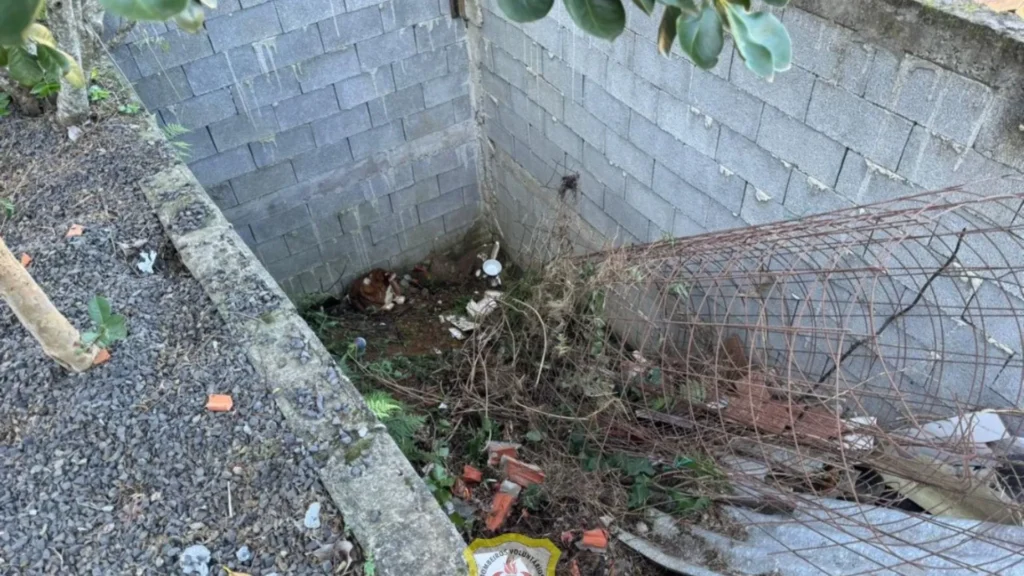 Cão com dificuldade visual que caiu em buraco já está em casa