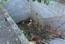 Cão com dificuldade visual que caiu em buraco já está em casa