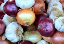 Epagri aponta crescimento na produção de alho e cebola em Santa Catarina