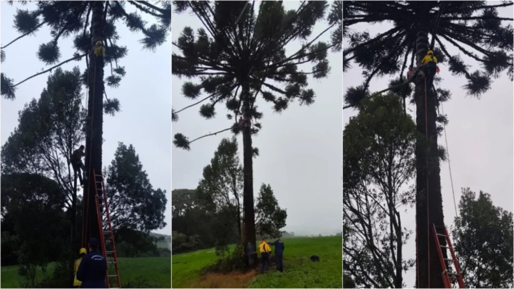 Homem fica preso no topo de araucária ao colher pinhão em SC