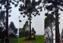Homem fica preso no topo de araucária ao colher pinhão em SC