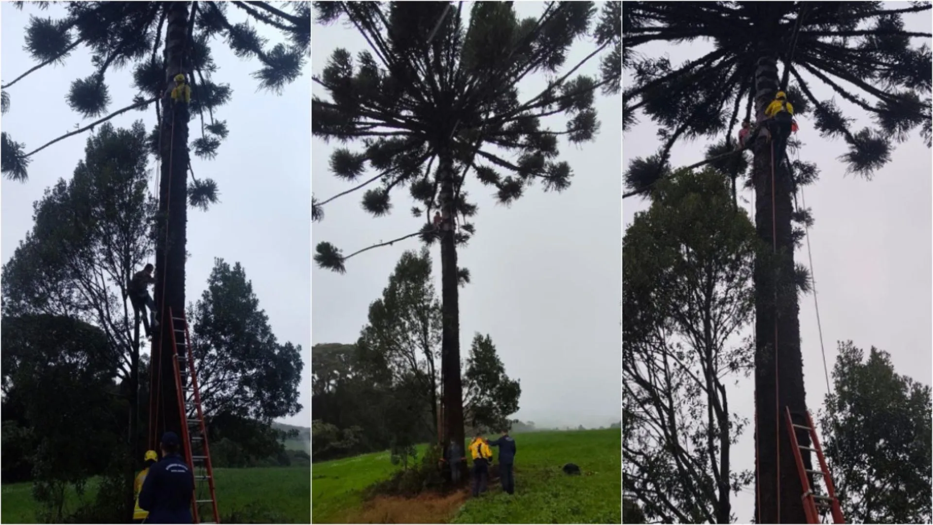 Homem fica preso no topo de araucária ao colher pinhão em SC