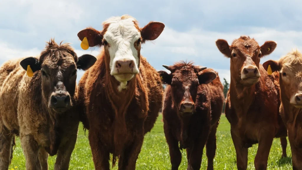 Santa Catarina tem menor índice de brucelose bovina do Brasil