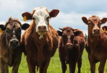 Santa Catarina tem menor índice de brucelose bovina do Brasil