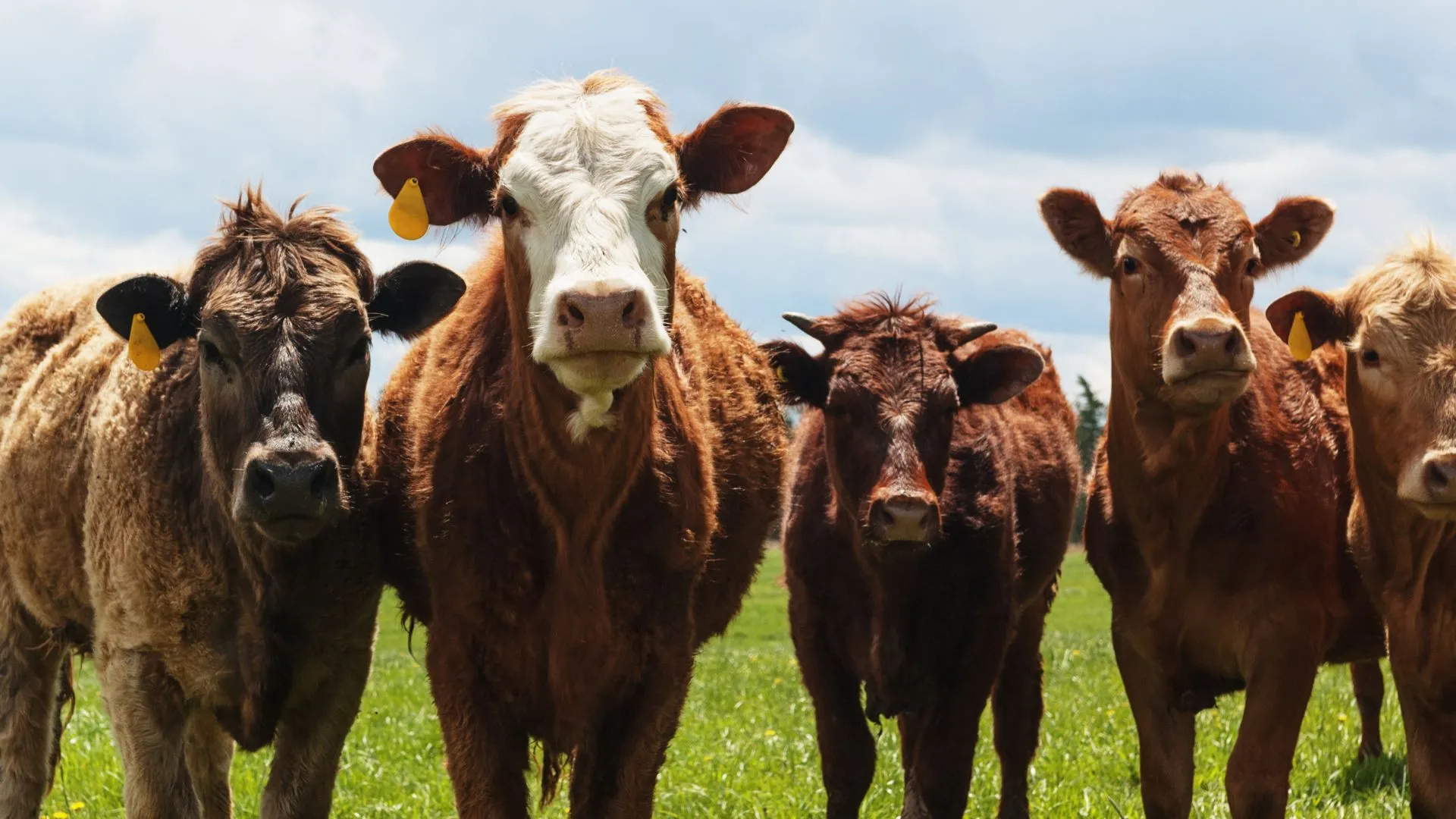 Santa Catarina tem menor índice de brucelose bovina do Brasil